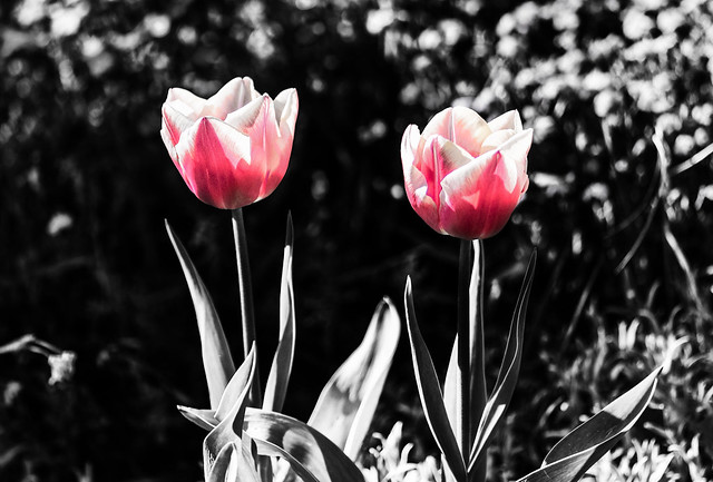Two tulips from Amsrerdam