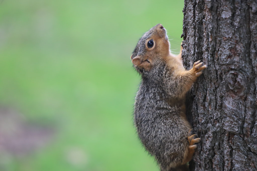 Fox Squirrels in Ann Arbor at the University of Michigan during my 