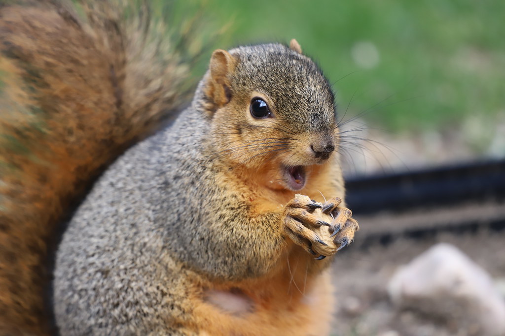 Fox Squirrels in Ann Arbor at the University of Michigan d… | Flickr