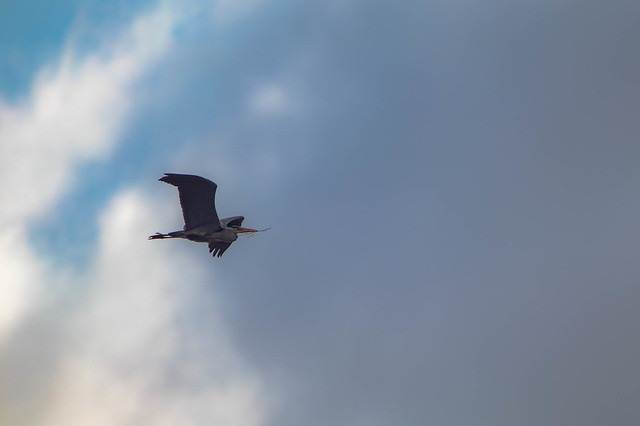 Flying Heron (Ardea cinerea)