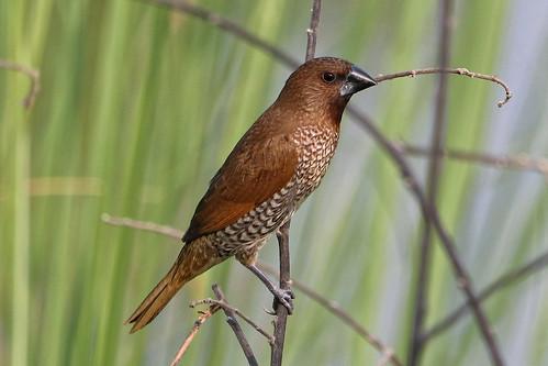 bird aves passeriformes estrildidae nature nakhonsawan thailand kongkien