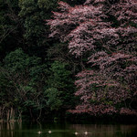 鴨と山桜 #4ーDucks and wild cherry tree #4