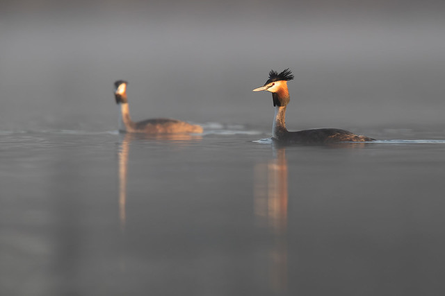 Podiceps cristatus | Great Crested Grebe | skäggdopping