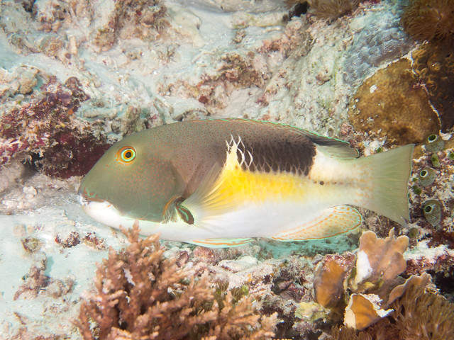 Anchor tuskfish (Choerodon anchorago)