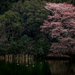 鴨と山桜 #4ーDucks and wild cherry tree #4