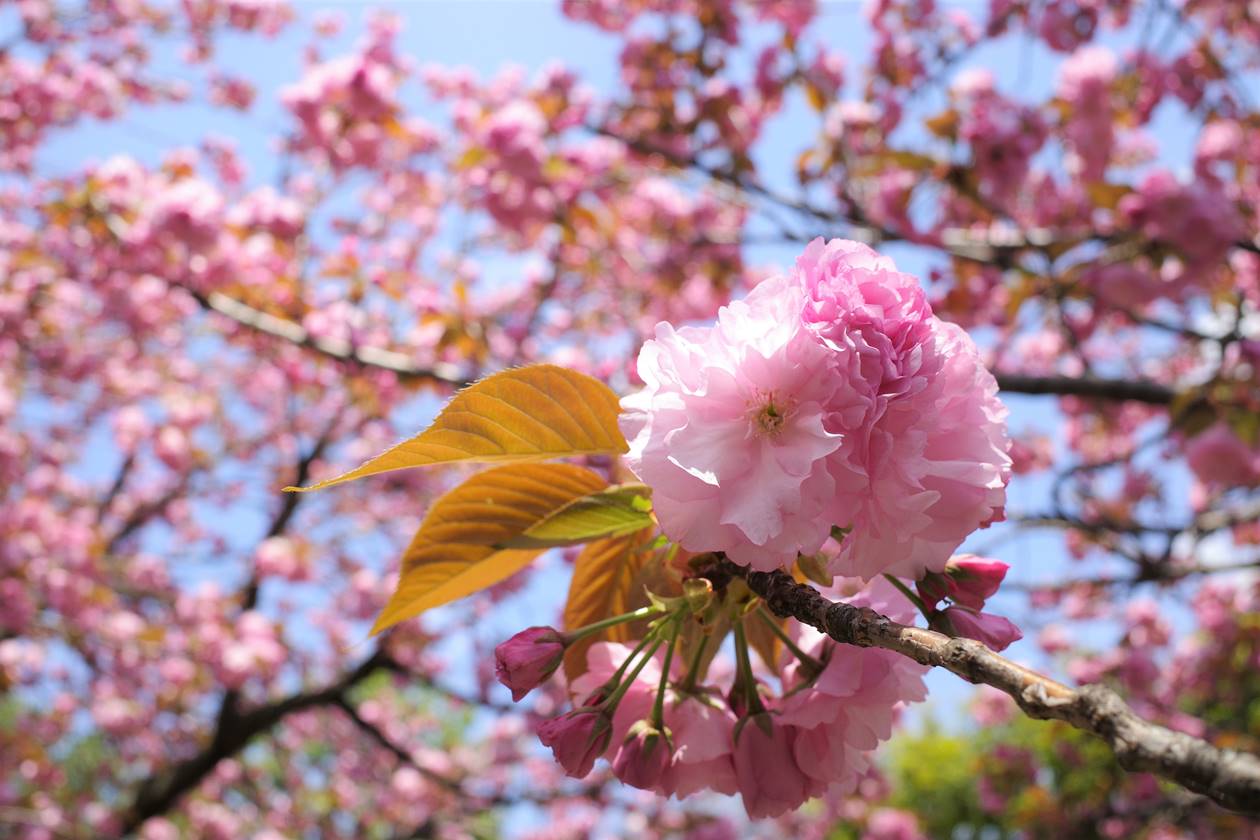 大田黒公園　満開の桜（サトザクラ）
