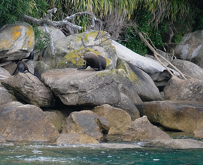 15-064 Nieuw-Zeelandse zeebeer