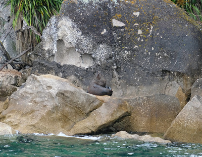 15-058 Nieuw-Zeelandse zeebeer