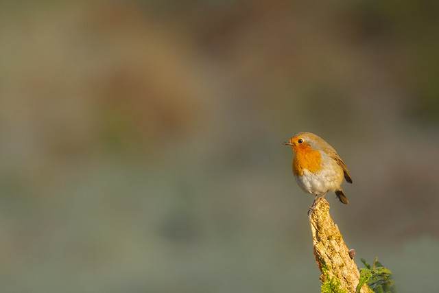 'Quite simply a Robin'