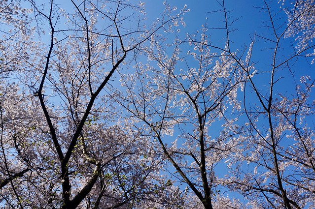高尾城址公園の桜　その２