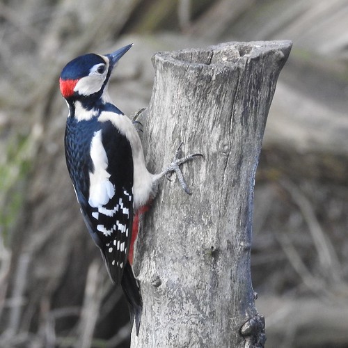 nikon p900 coolpix countryside nature birds wetlands lowbarns countydurham woodpecker greatspottedwoodpecker tree squareformat northeast