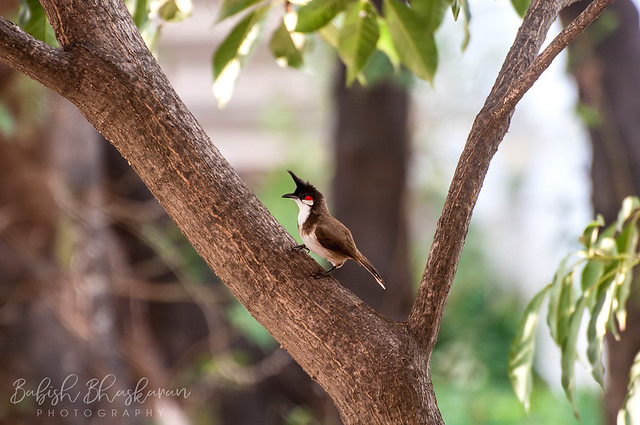 Bird Photography | Red-whiskered Bulbul | Pycnonotus jocosus | crested bulbul