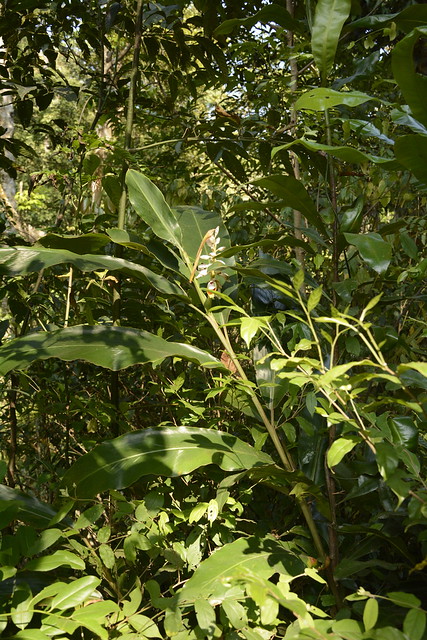 Alpinia malaccensis (2)