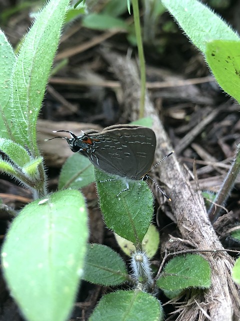 Banded Hairstreak