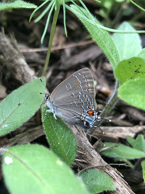 Banded Hairstreak