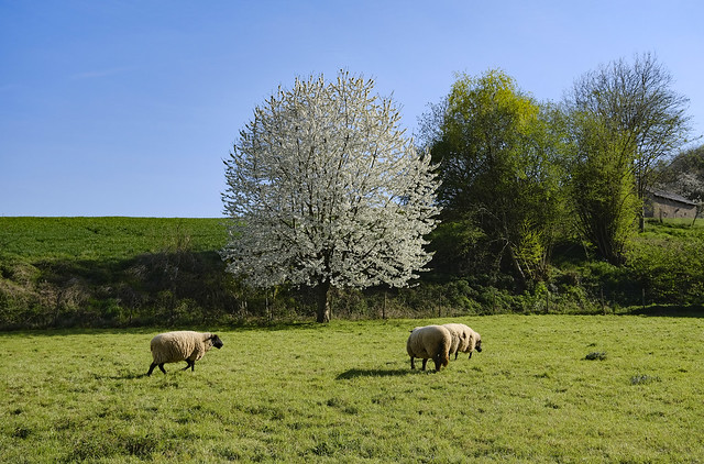 Schafweide im Frühling