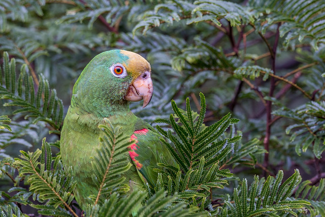 Yellow-crowned Parrot