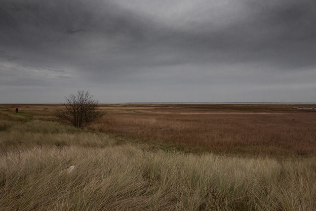 Lonely Marsh