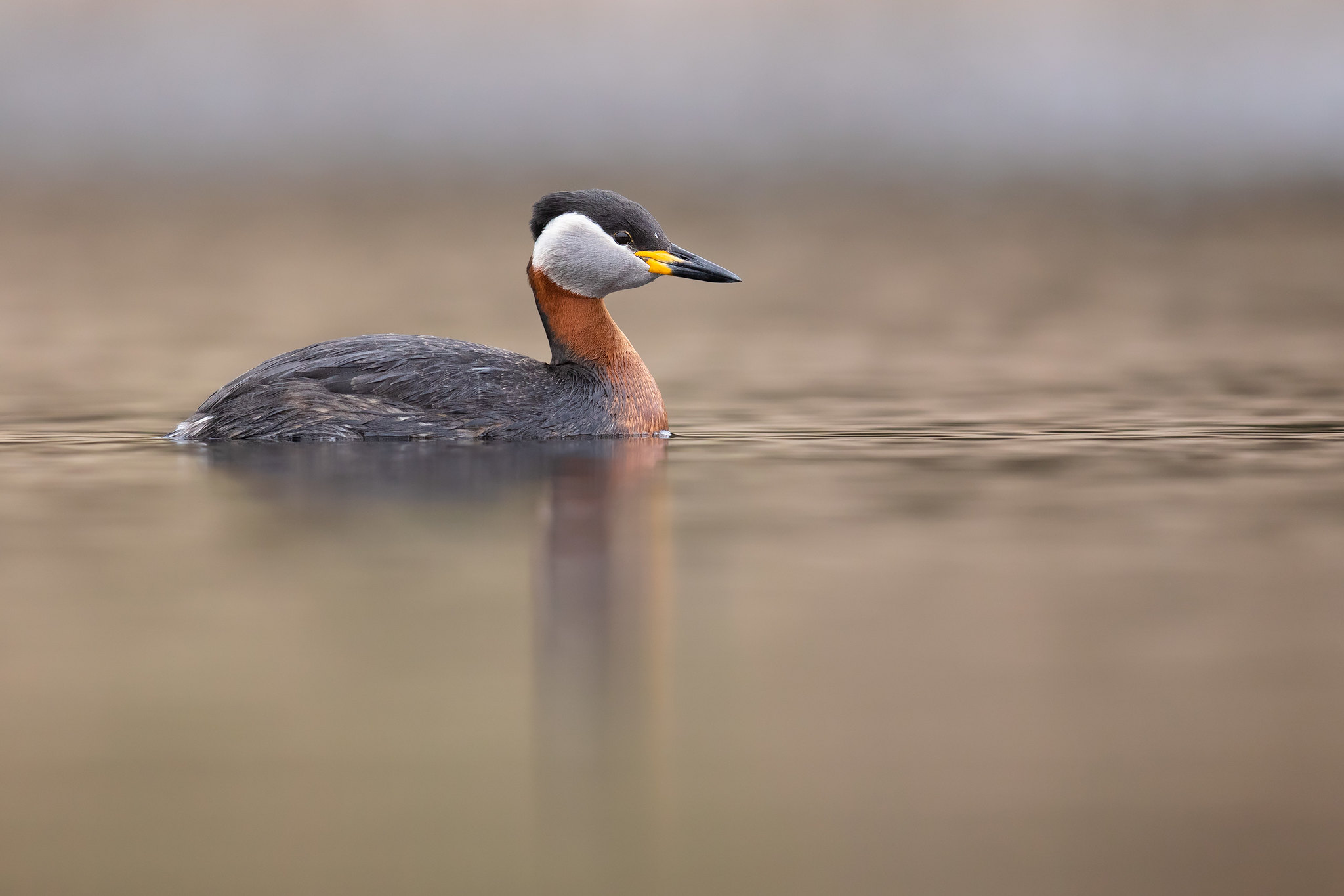 Podiceps grisegena | Red-necked Grebe | gråhakedopping