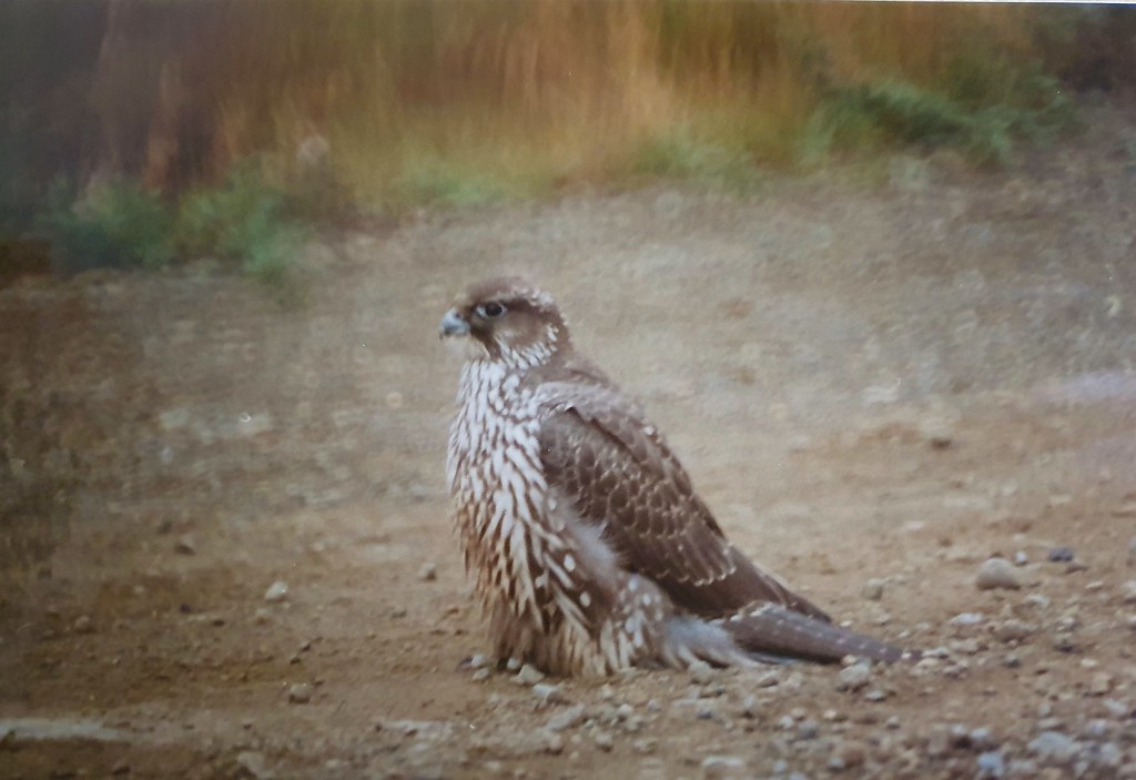 Falco columbarius (Merlin)