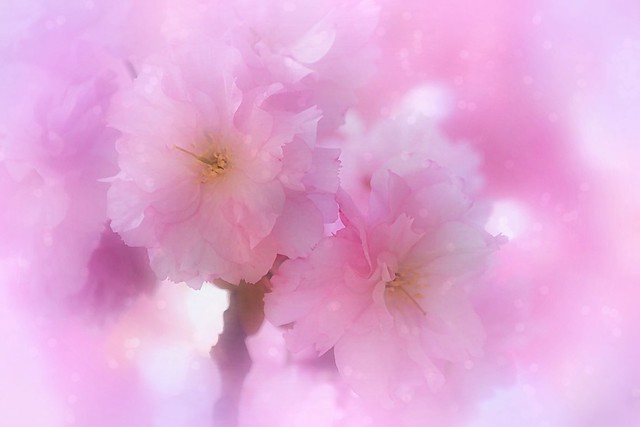 Pink Spring. A Slider:-)