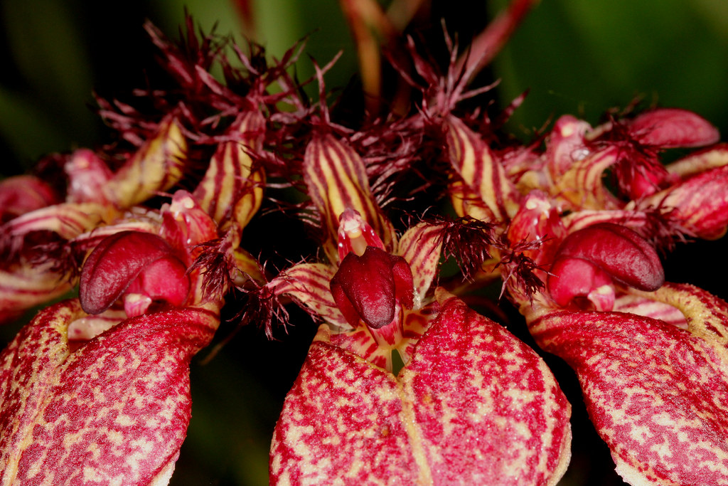 Bulbophyllum ornatissimum 2012-05-14 05