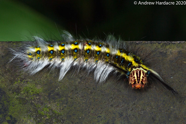 This is either an Arctornis larva or a Trabula. Checking with the experts.
