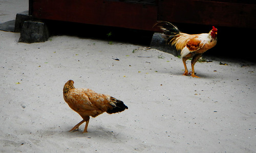 'Cock a doodle doo', a Langkawi chicken spots a handsome rooster, Malaysia