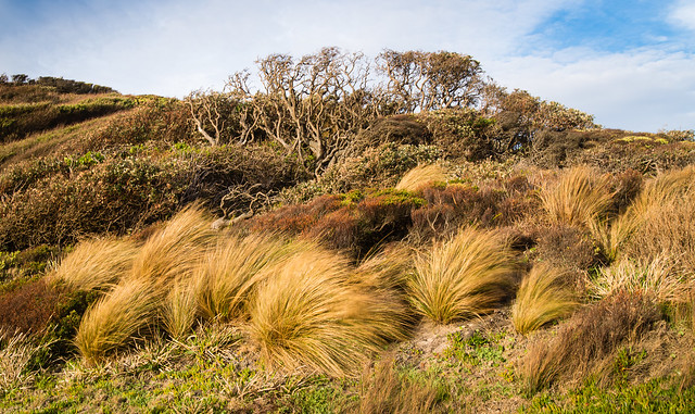 Coastal vegetation Cape Conran