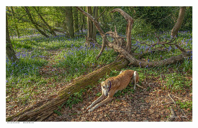 Dog in the woods this morning, Olivers Shaw, Eynsford