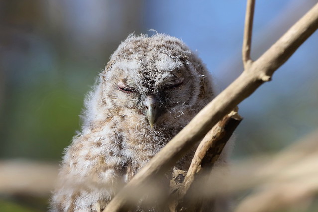 Natugle (Tawny Owl / Strix aluco)