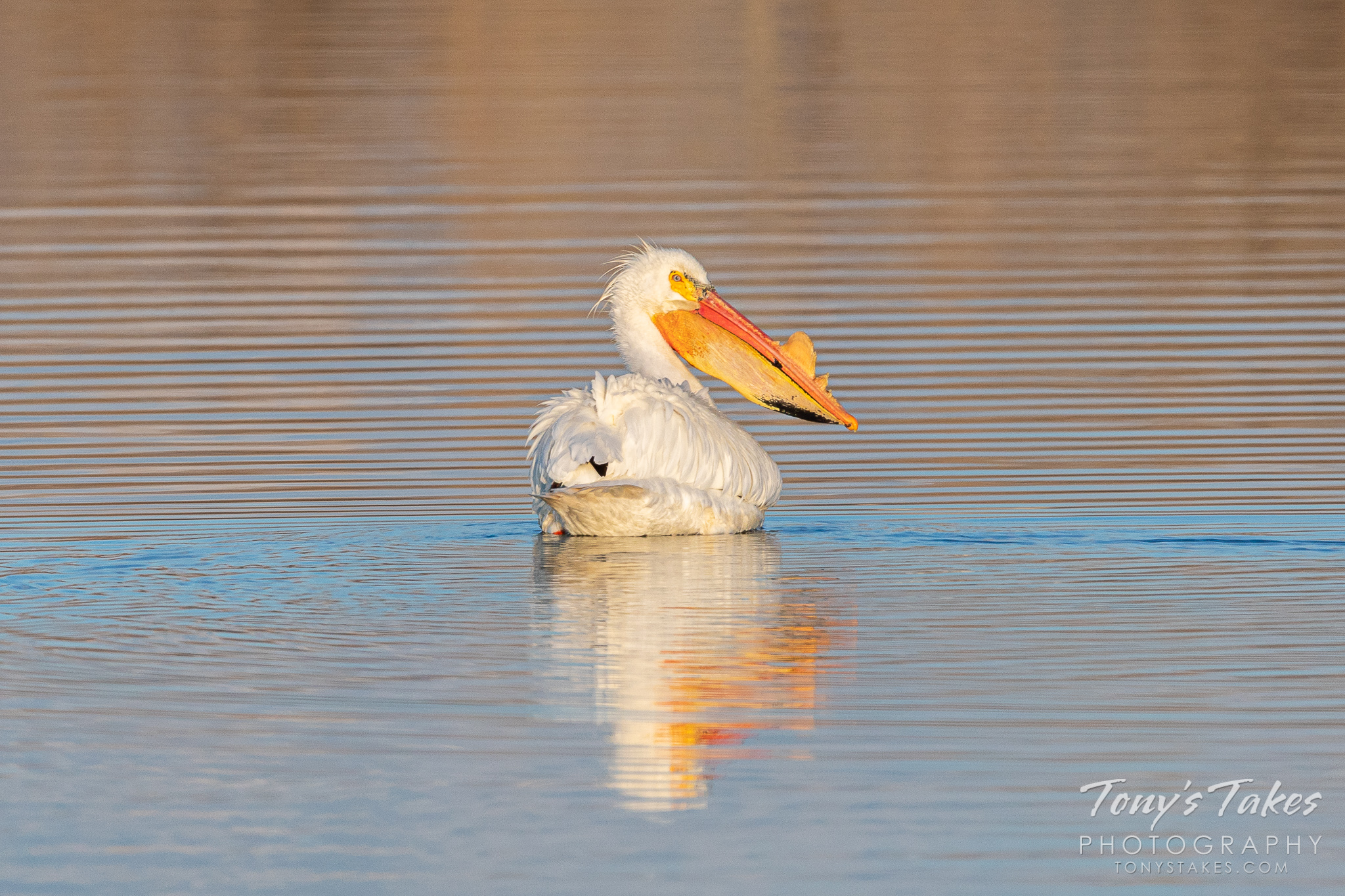 Pelican out for an early morning swim