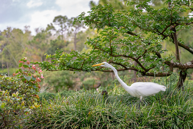 Great Egret in the Garden