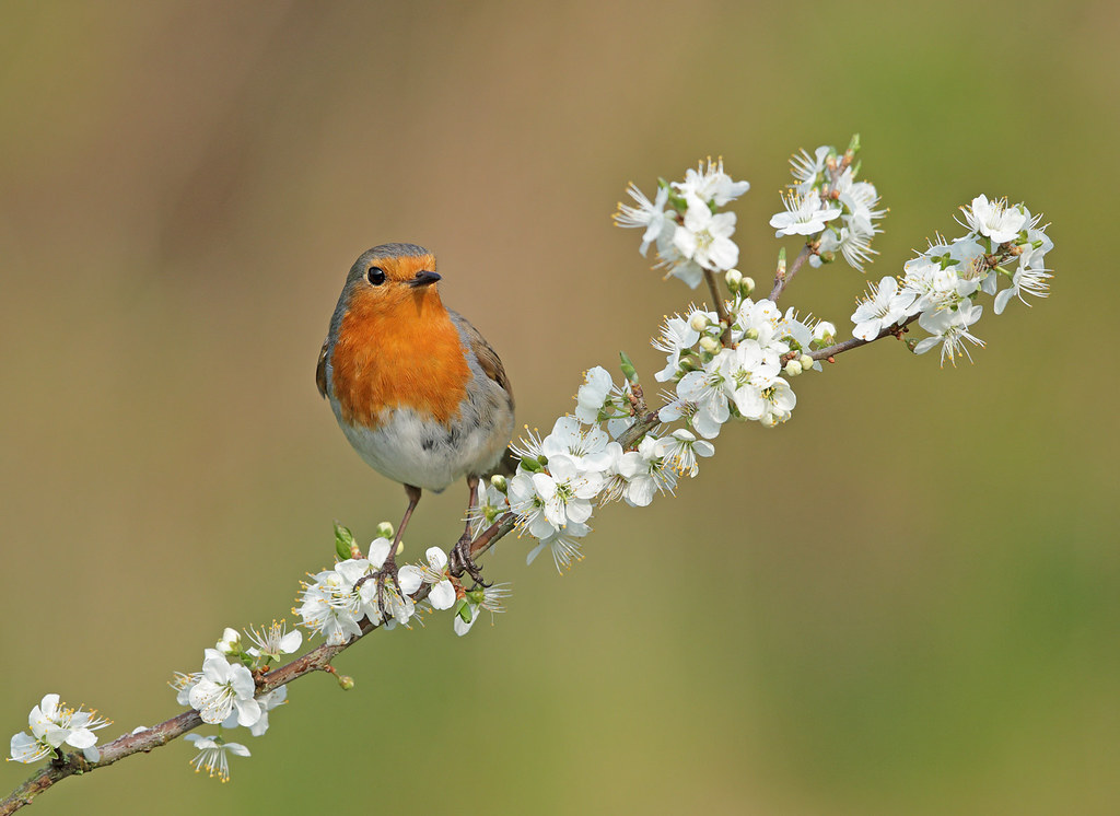 Working in my garden for about a week on backgrounds and compositions not easy in a small garden.My first session produced a couple of keepers.Robin on Blackthorn blossom.