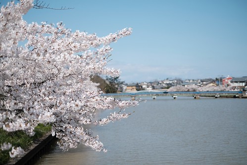 内野の桜 2020