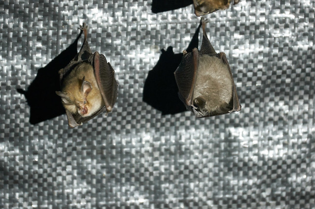 Roosting Bats
