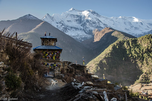 upperpisang travel landscape dog bouddhisme trek annapurna nepal asie voyage montain montagne himalaya drapeaudepriere trekking hiking chemin nikon nikond5100 nepali