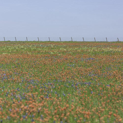 chappelhill texas usa washingtoncounty bluebonnets colorful field flowers image indianpaintbrush landscape minimal minimalism outdoors pastel photo photograph rural squareformat wildflowers f71 mabrycampbell april 2020 april12020 20200401campbellh6a6300 200mm ¹⁄₁₂₅₀sec iso100 ef200mmf28liiusm fav10