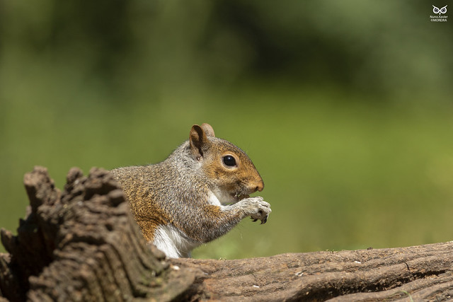 Esquilo-cinzento, Grey squirrel (Sciurus carolinensis)