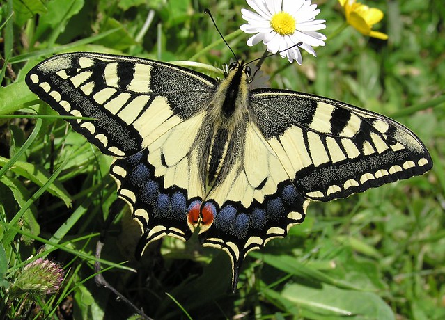 Papilio machaon - Old World Swallowtail - Le Machaon ou Grand porte-queue - 07/06/15