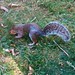 Flickr photo 'Sciurus carolinensis (Eastern Grey Squirrel)' by: Arthur Chapman.