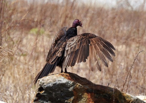 #27 Turkey Vulture