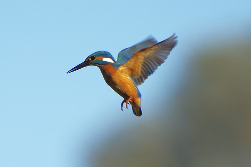 lackfordlakes wild bird wildlife nature kingfisher alcedoatthis hovering