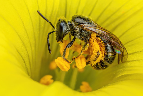 Sweat Bee Foraging in a Sourgrass Flower