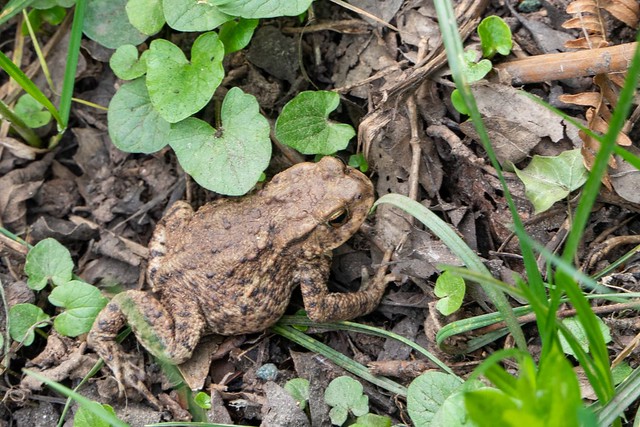 Common Toad trundling through the undergrowth. S.E.Staffs.