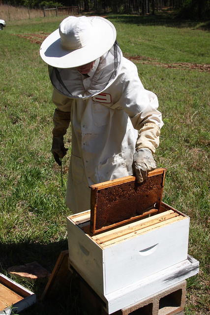 Beekeeper Opening Bee Hive Box