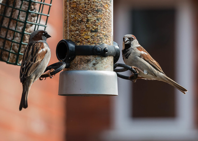 Feeding Sparrows-0162