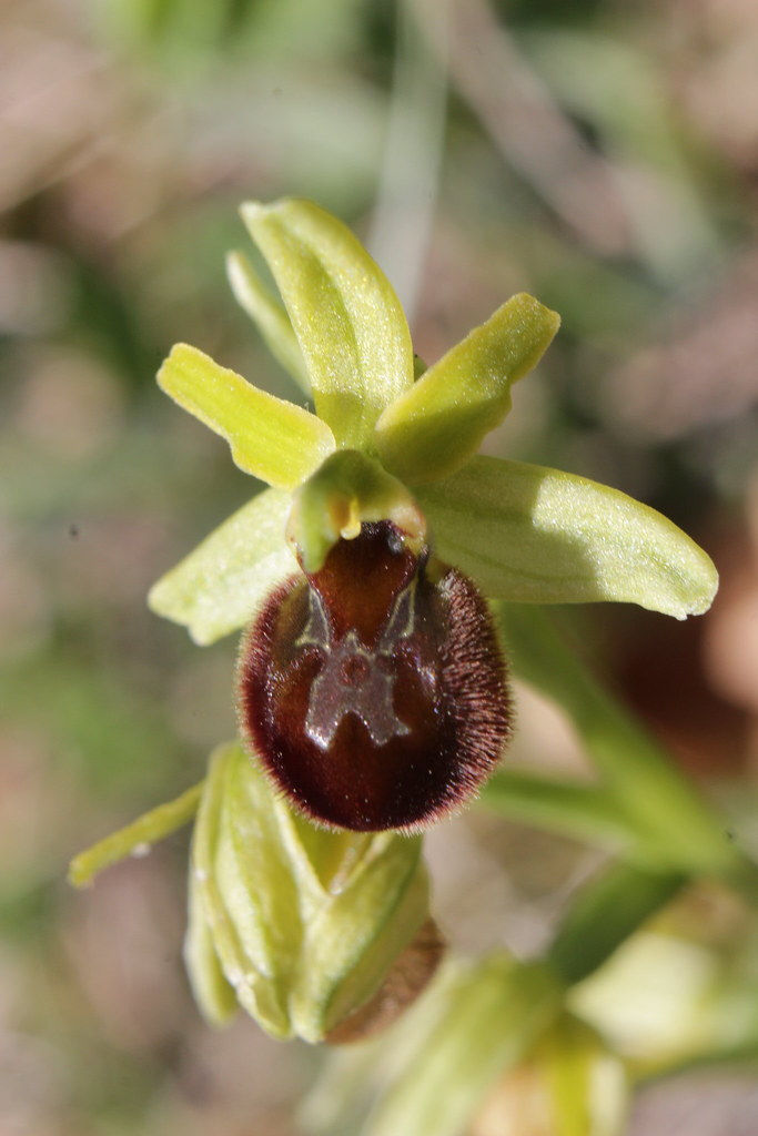 Ophrys sphegodes 49768723931_833f7cbfbb_b