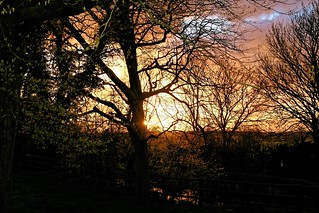 Woodland sunset