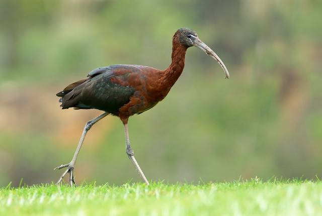 Íbis preta - Plegadis falcinellus - Glossy ibis